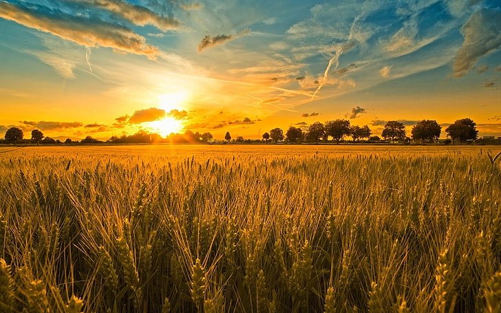 campo de trigo, campo, orelhas, grãos, centeio, noite, pôr do sol, sol, luz, laranja, HD papel de parede