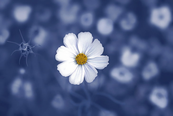 macro, blue, white, flowers, plants, white flowers, HD wallpaper