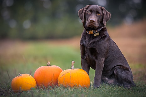 adult black Labrador retriever, labrador, dog, sitting, pumpkin, HD wallpaper HD wallpaper