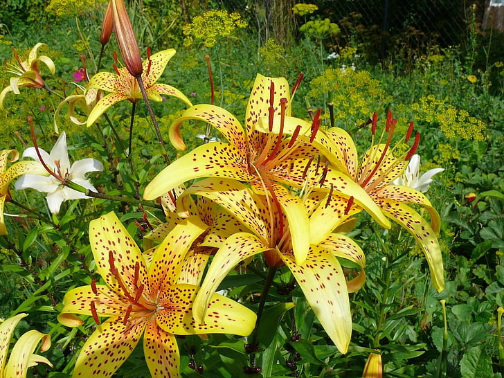 yellow lily flowers, lilies, flowers, spotted, green, garden, HD wallpaper