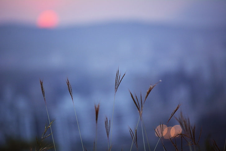 zachód słońca, rośliny, góry, widok z góry, Tapety HD