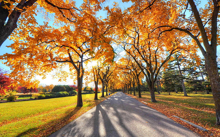 paysage de parc automne-Fond d'écran HD Nature, Fond d'écran HD
