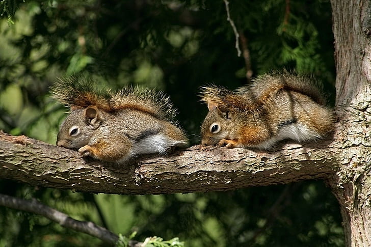 Squirrels, Couple, Tree, Branch, Lie, HD wallpaper