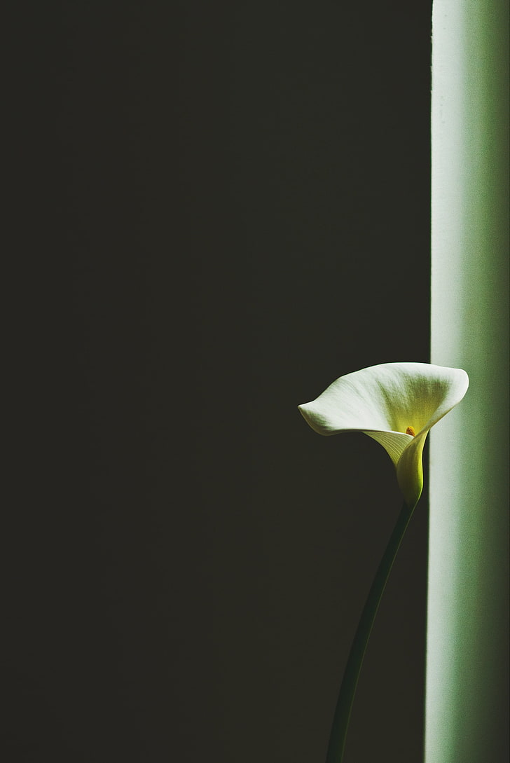 Callalilie, Aronstablilie, Blume, Minimalismus, HD-Hintergrundbild, Handy-Hintergrundbild