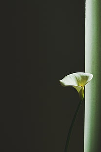 калла лилия, арум лилия, цветок, минимализм, HD обои HD wallpaper