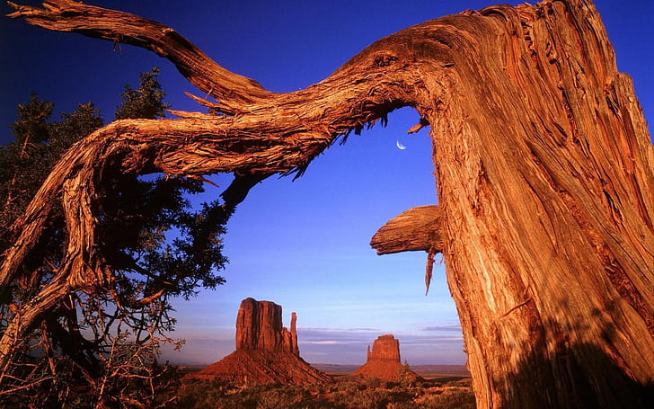 Пустынная скала сухого дерева в США, Пустыня, Скала, Дерево, США, HD обои