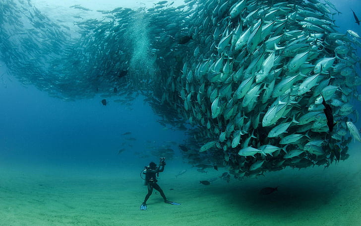 Underwater World, Flock Of Fish Tuna (thunnus Thynnus) Desktop Wallpaper ความละเอียดระดับ HD, วอลล์เปเปอร์ HD