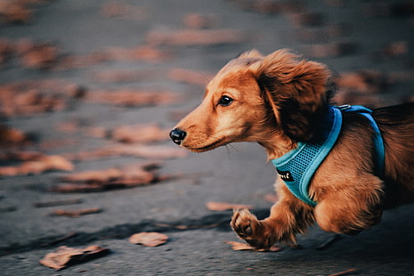 long-coated black and tan dachshund puppy, autumn, dog, running, Dachshund, HD wallpaper HD wallpaper