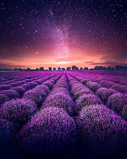 라벤더 농장, 라벤더 밭, 별이 빛나는 하늘, 4K, HD 배경 화면 HD wallpaper