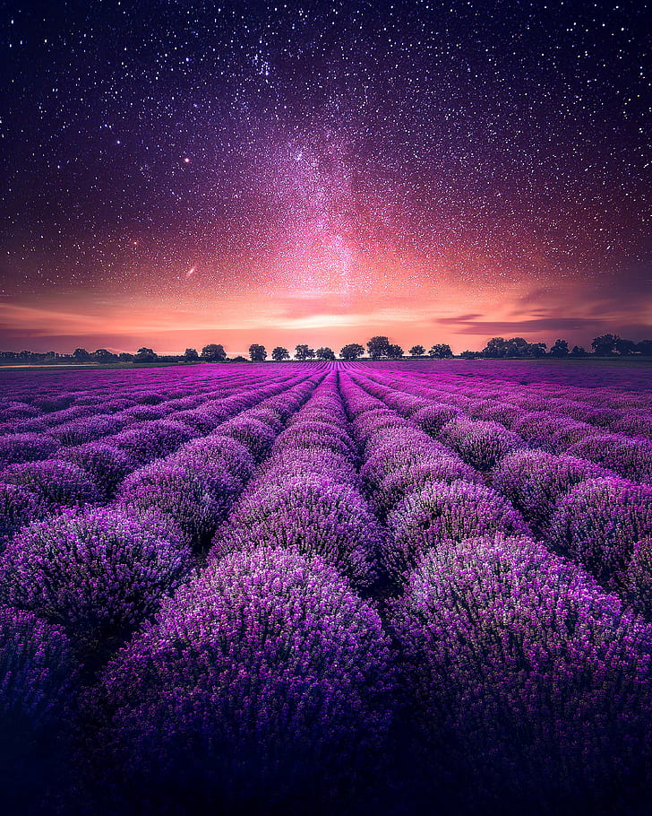 Lavendelfelder, Lavendelbauernhof, sternenklarer Himmel, 4K, HD-Hintergrundbild, Handy-Hintergrundbild
