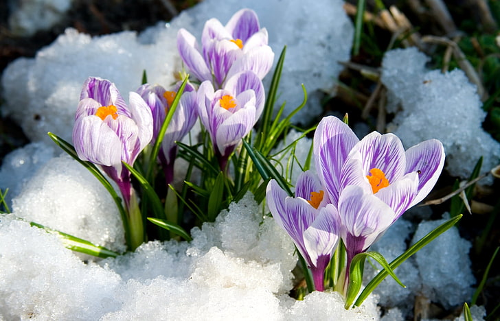 purple flowers, snow, spring, crocuses, HD wallpaper