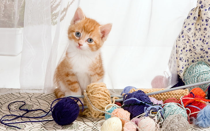 kittens, cat, yarn, animals, HD wallpaper