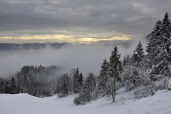 أشجار الصنوبر مغطاة بالثلوج والأشجار والمناظر الطبيعية والغابات، خلفية HD