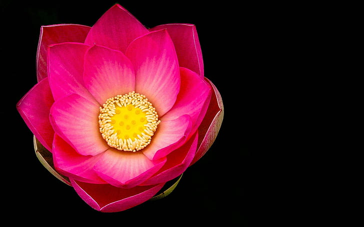 Różowy kwiat lotosu makro, czarne tło, różowy, lotos, kwiat, makro, czarny, tło, Tapety HD