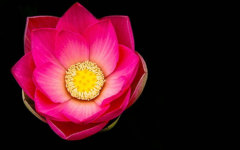 Macro de fleur de lotus rose, fond noir, rose, Lotus, fleur, macro, noir, fond, Fond d'écran HD HD wallpaper