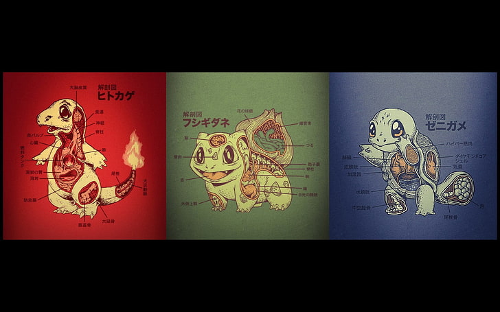 иллюстрация трех персонажей покемонов, покемон, чармандер, бульбазавр, сквиртл, анатомия, HD обои