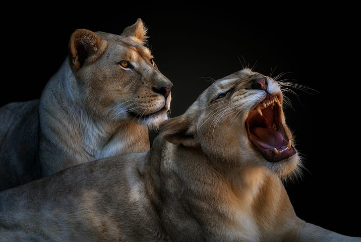 pair, grin, lioness, HD wallpaper