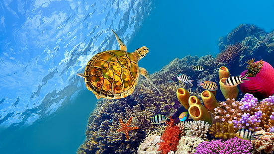 костенурка, море, под вода, коралов риф, морска биология, морска костенурка, риф, корал, риба, HD тапет HD wallpaper