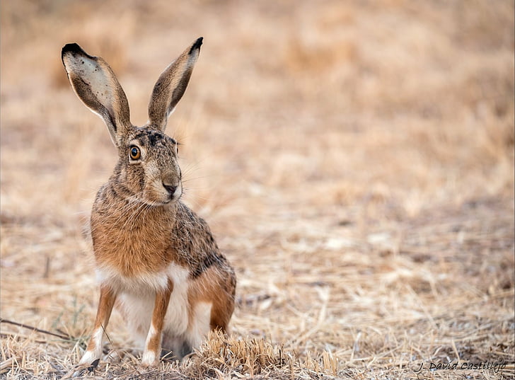 Animal, Hare, Wildlife, HD wallpaper
