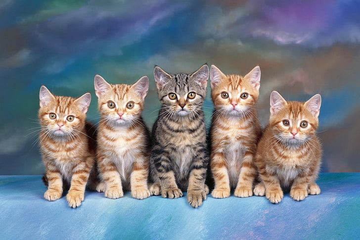 quattro gattini tabby arancione e uno marrone, gattini, molti, famiglia, carino, seduto, Sfondo HD