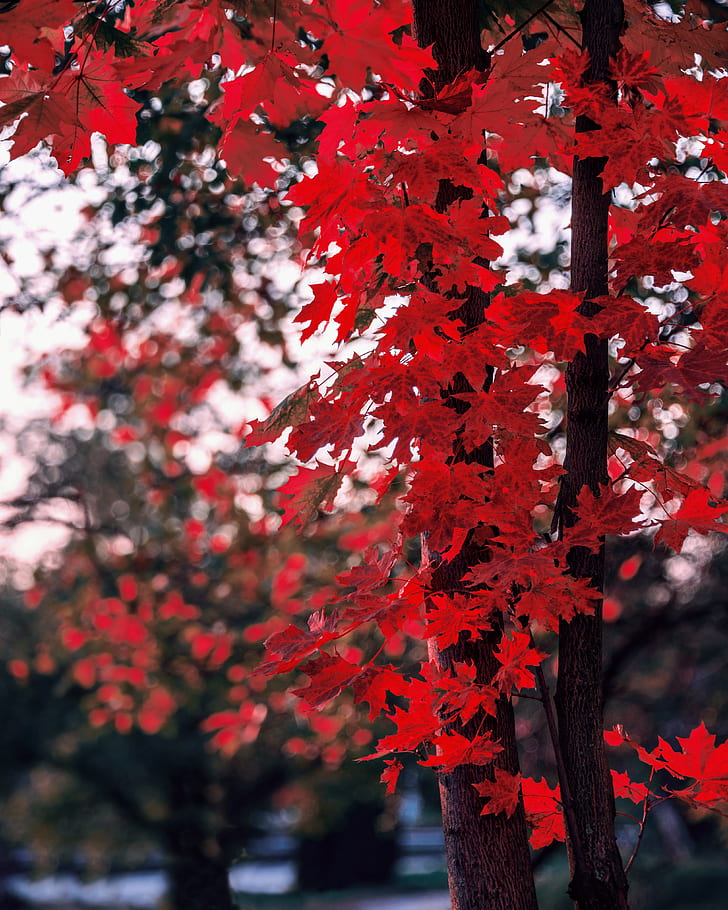 acero, foglie, autunno, albero, rami, sfocatura, Sfondo HD, sfondo telefono