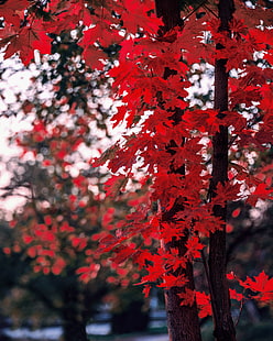 maple, leaves, autumn, tree, branches, blur, HD wallpaper HD wallpaper