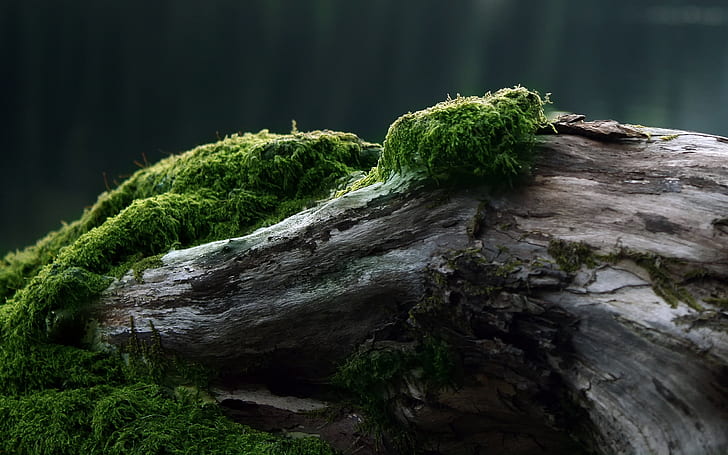 Moss, green moss, HD wallpaper