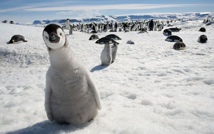 alam, hewan, margasatwa, burung, penguin, binatang bayi, salju, Wallpaper HD