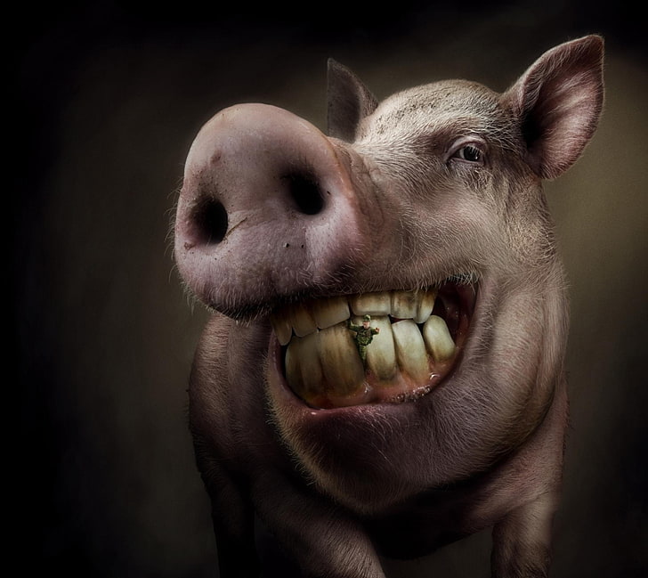: D, свинья, фэнтези, добавить, коммерция, смешно, зубная нить, креатив, животное, HD обои