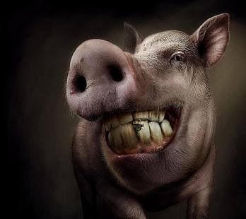 : D, свинья, фэнтези, добавить, коммерция, смешно, зубная нить, креатив, животное, HD обои HD wallpaper
