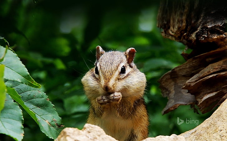 Cute squirrel close-up-Bing theme wallpaper, HD wallpaper