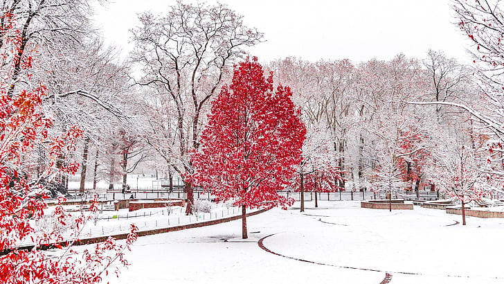 winter, trees, red, snow, cold, nature, tree, woody plant, branch, freezing, red leaves, park, HD wallpaper