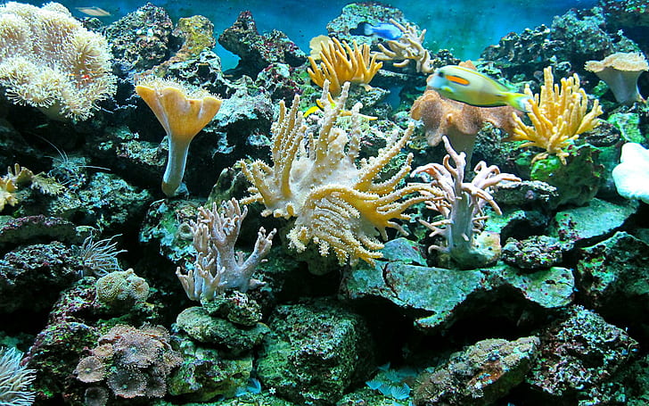 Sea Underwater Ocean Reef Fish Widescreen, assorted color of anemones, fishes, fish, ocean, reef, underwater, widescreen, HD wallpaper