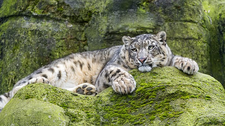 kedi, kal, taş, yosun, IRBIS, kar leoparı, ©Tambako The Jaguar, HD masaüstü duvar kağıdı