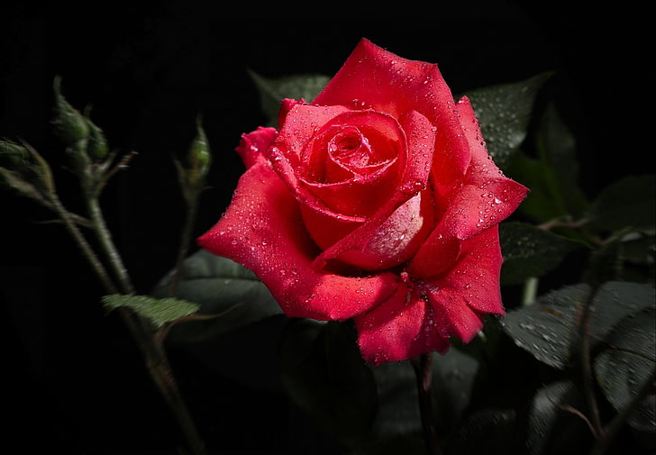 rosa roja, rosa, flor, brote, soltar, frescura, fondo negro, Fondo de pantalla HD