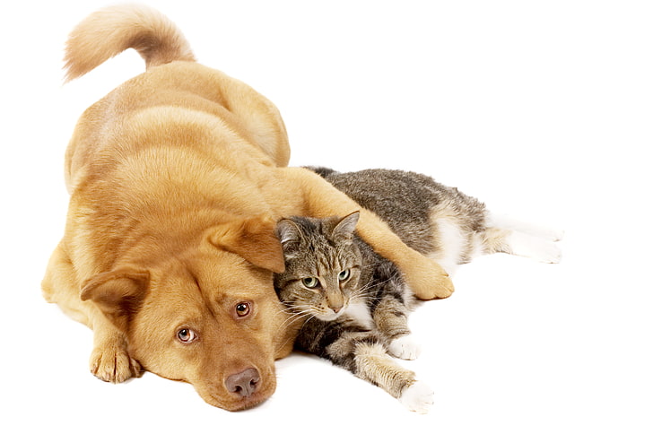 anjing coklat berlapis pendek dan kucing kucing abu-abu, kucing, anjing, merah, teman-teman, Wallpaper HD