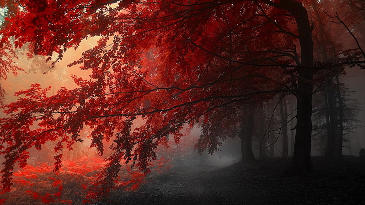 arbres à feuilles rouges, arbres à feuilles roses avec brouillard blanc, automne, brouillard, rouge, nature, Fond d'écran HD