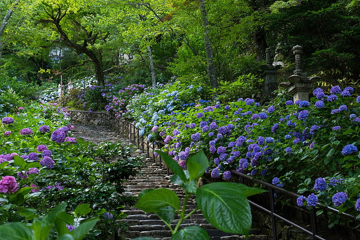 Flores, Hortensia, Flor azul, Tierra, Flor, Japón, Parque, Flor morada, Primavera, Escaleras, Fondo de pantalla HD