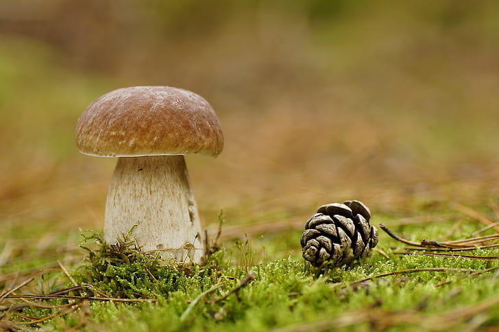 Mushroom and pine cone, mushroom, pine cone, moss, forest, close-up, HD wallpaper