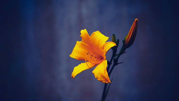 Blüte, Blumen, Gelb, Orange, einfacher, blauer Hintergrund, blauer, einfacher Hintergrund, HD-Hintergrundbild