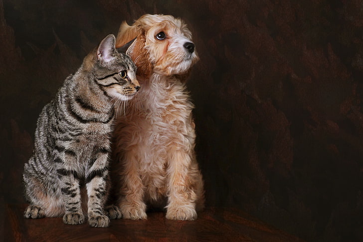 braune und silberne Tabbykatze, Katze, Hund, Freunde, HD-Hintergrundbild