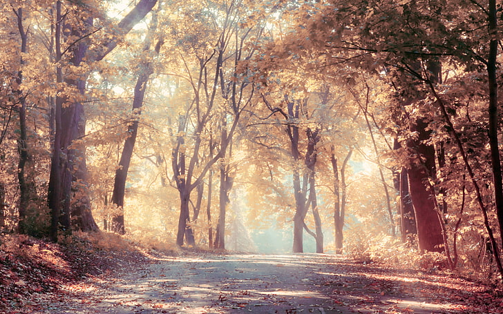 秋、美しい、風景、葉、自然、道路、太陽光線、木、 HDデスクトップの壁紙