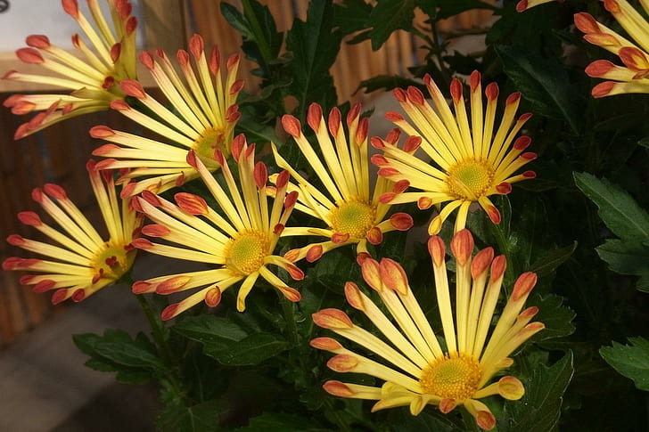 *** Crisantemos amarillos ***, natura, kwiaty, zolte, chryzantemy, naturaleza y paisajes., Fondo de pantalla HD