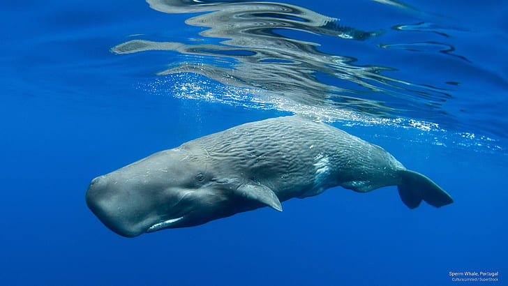 วาฬสเปิร์มโปรตุเกสชีวิตในมหาสมุทร, วอลล์เปเปอร์ HD