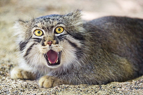 felino gris, gato, manul, © Tambako El Jaguar, Fondo de pantalla HD HD wallpaper
