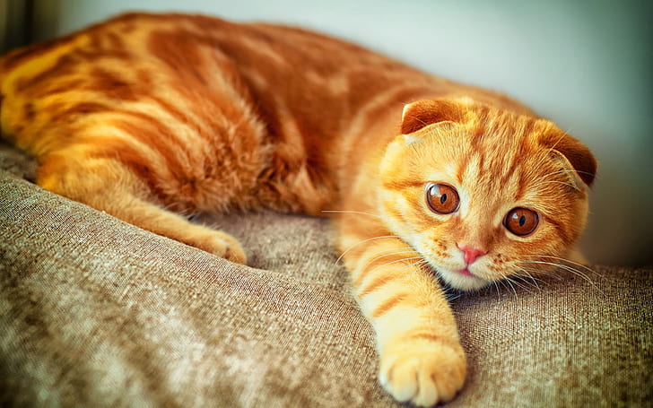 オレンジ色のスコティッシュフォールド猫、スコティッシュフォールド猫、美しい、ガーフィールド、 HDデスクトップの壁紙