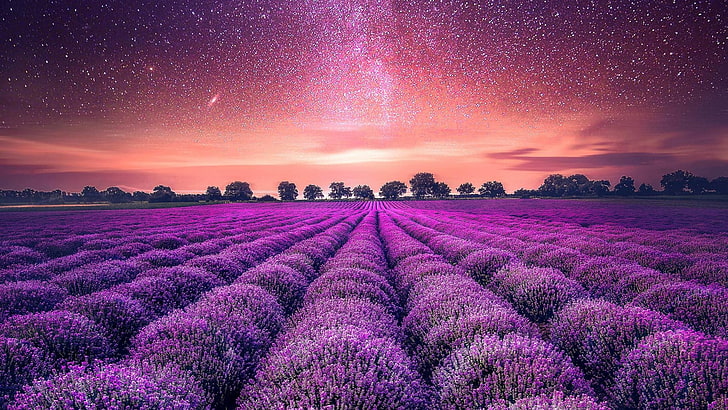 purple, sky, english lavender, lavender, field, atmosphere, flower, landscape, purple sky, stars, HD wallpaper