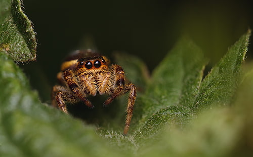 Jumping Spider, Animals, Insects, macro, spider, leaf, eyes, arthropod, insect, salticidae, jumpingspider, HD wallpaper HD wallpaper