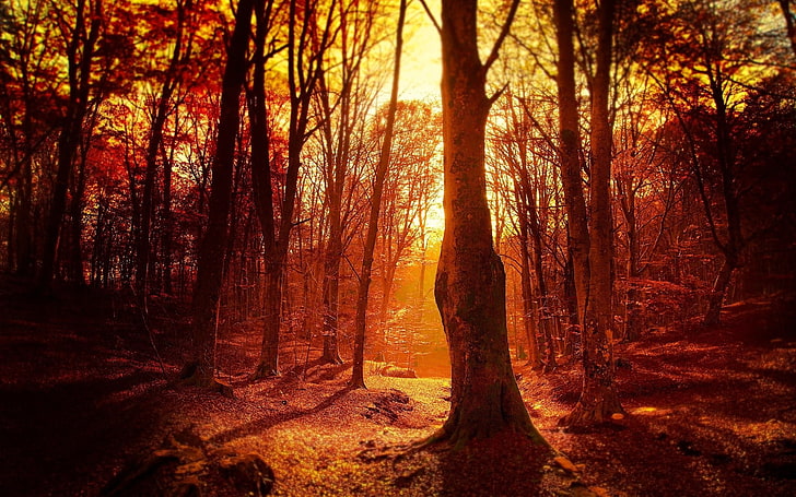 hutan coklat, foto hutan selama jam emas, musim gugur, matahari terbenam, hutan, pohon, Wallpaper HD