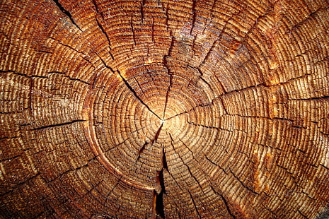 pohon, log, iris, Wallpaper HD HD wallpaper